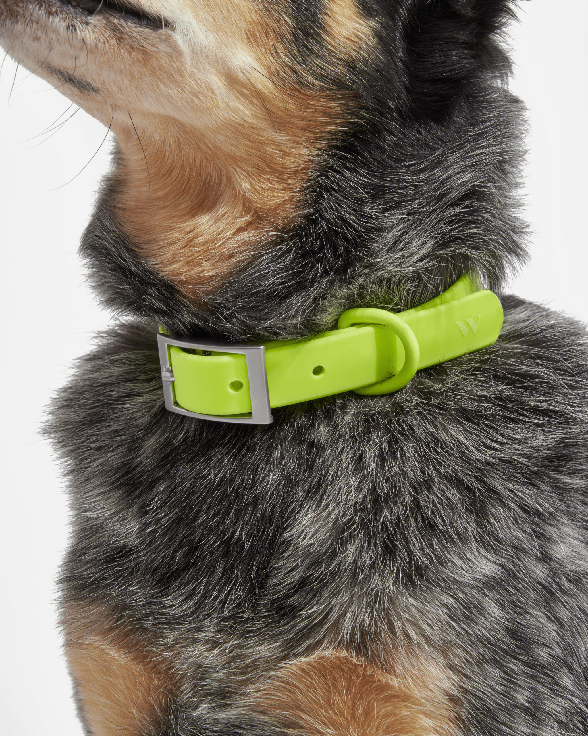 Waterproof Dog Collar - Image 29