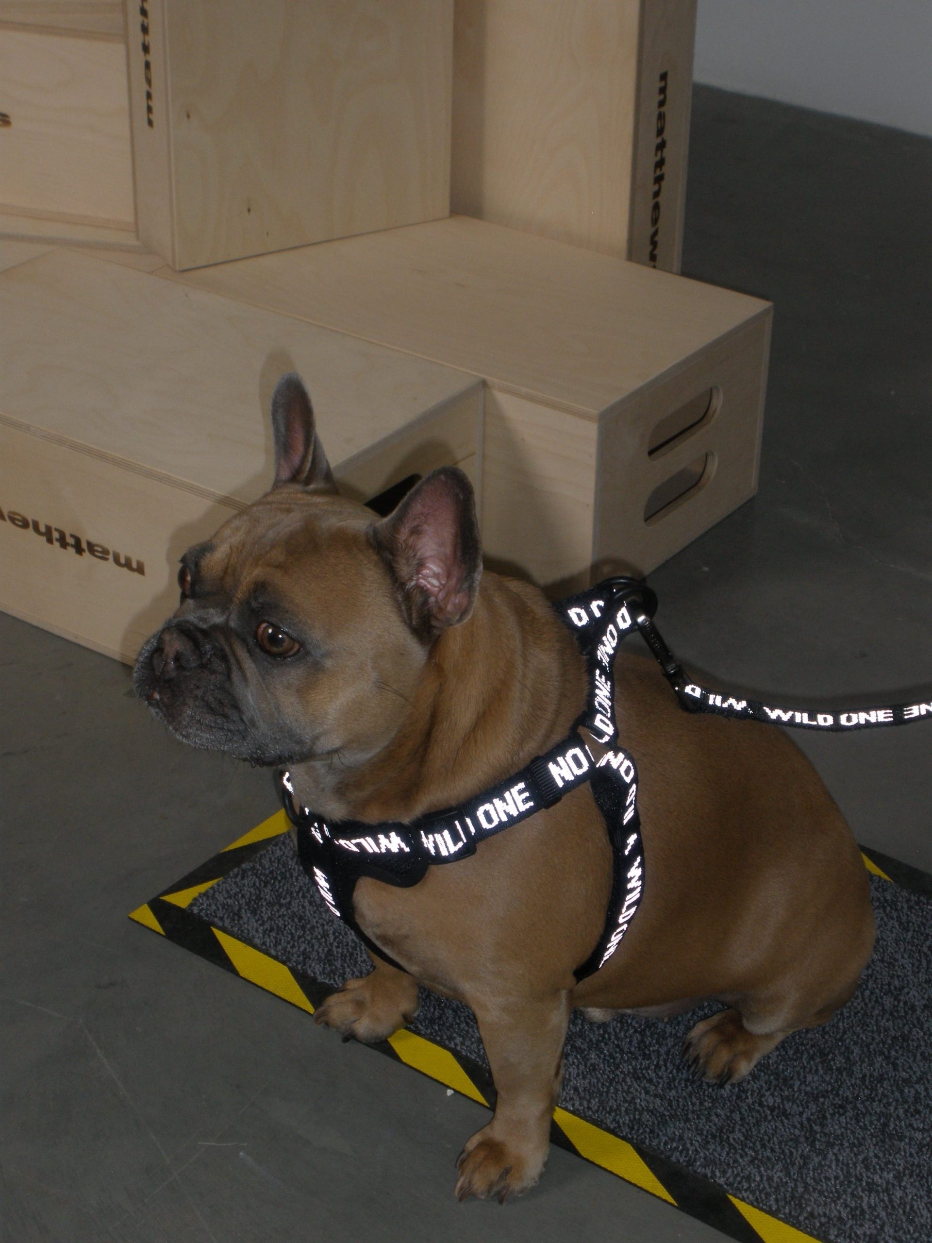 Step-In Dog Harness - Image 20