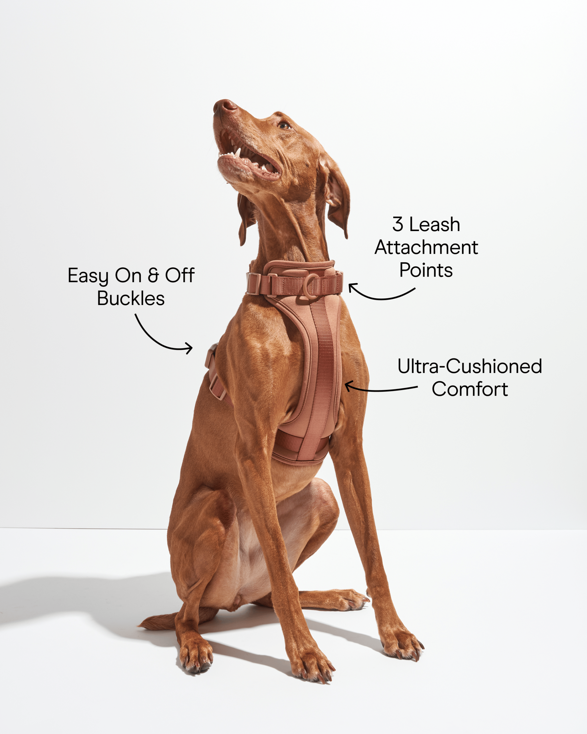 Cushioned Dog Harness - Image 3