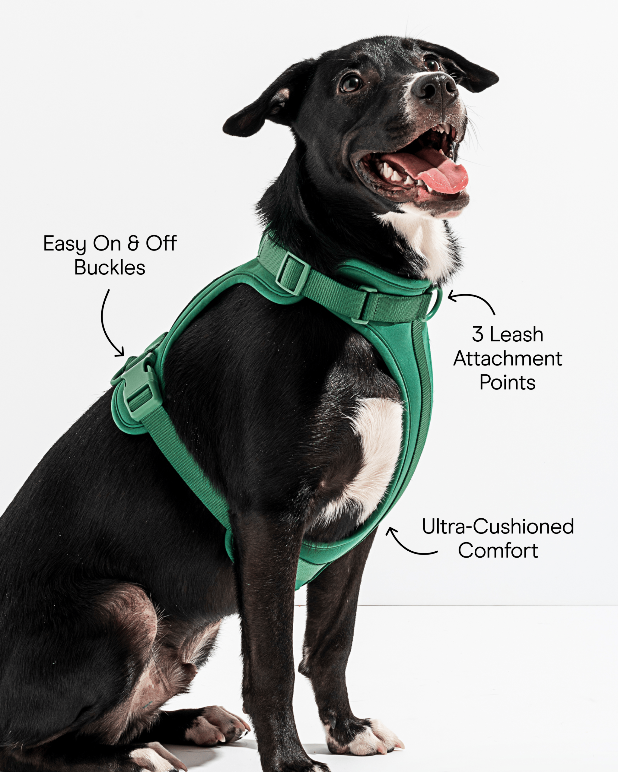 Cushioned Dog Harness - Image 17