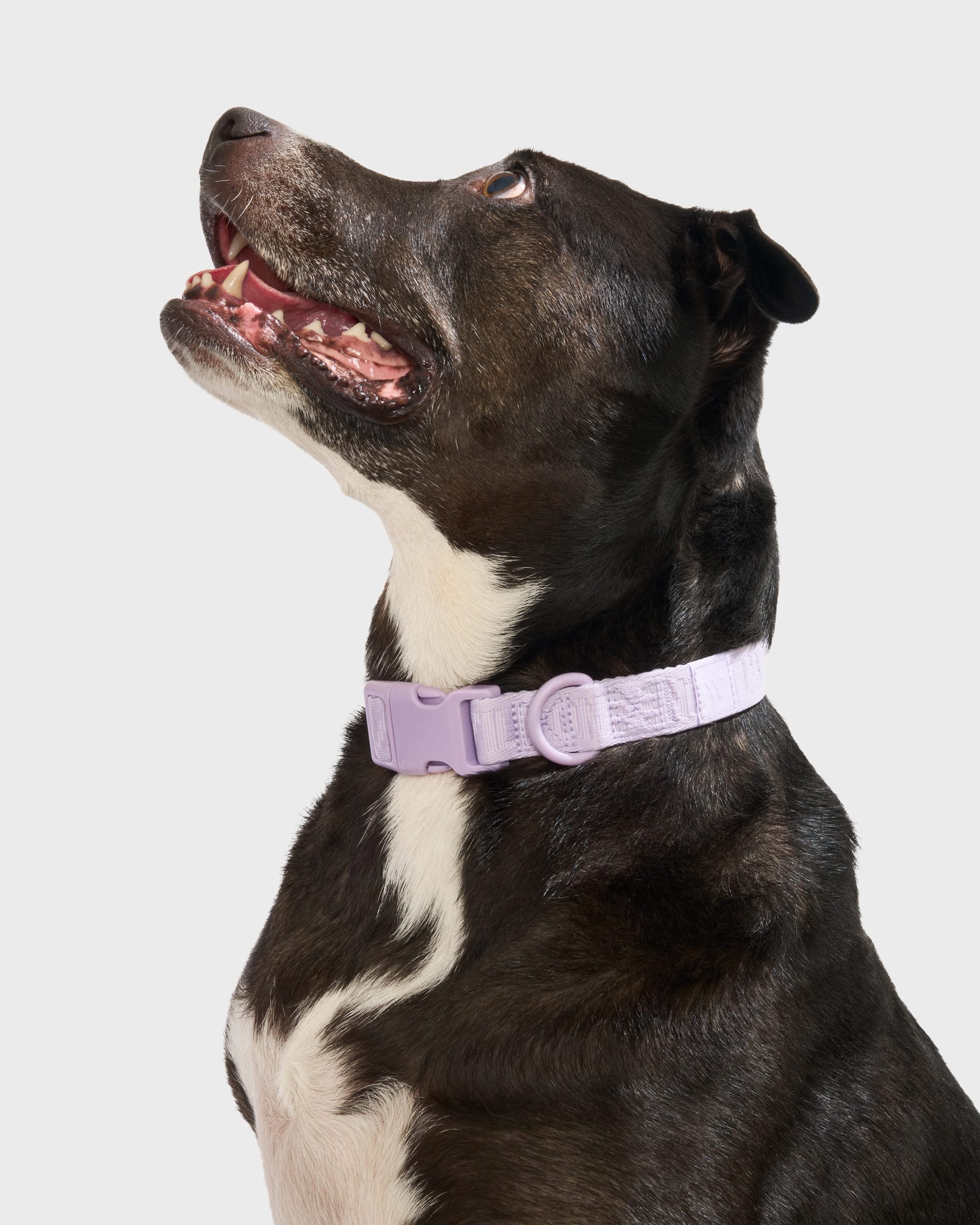 Quick-Release Collar + Lightweight Leash Walk Kit - Image 4