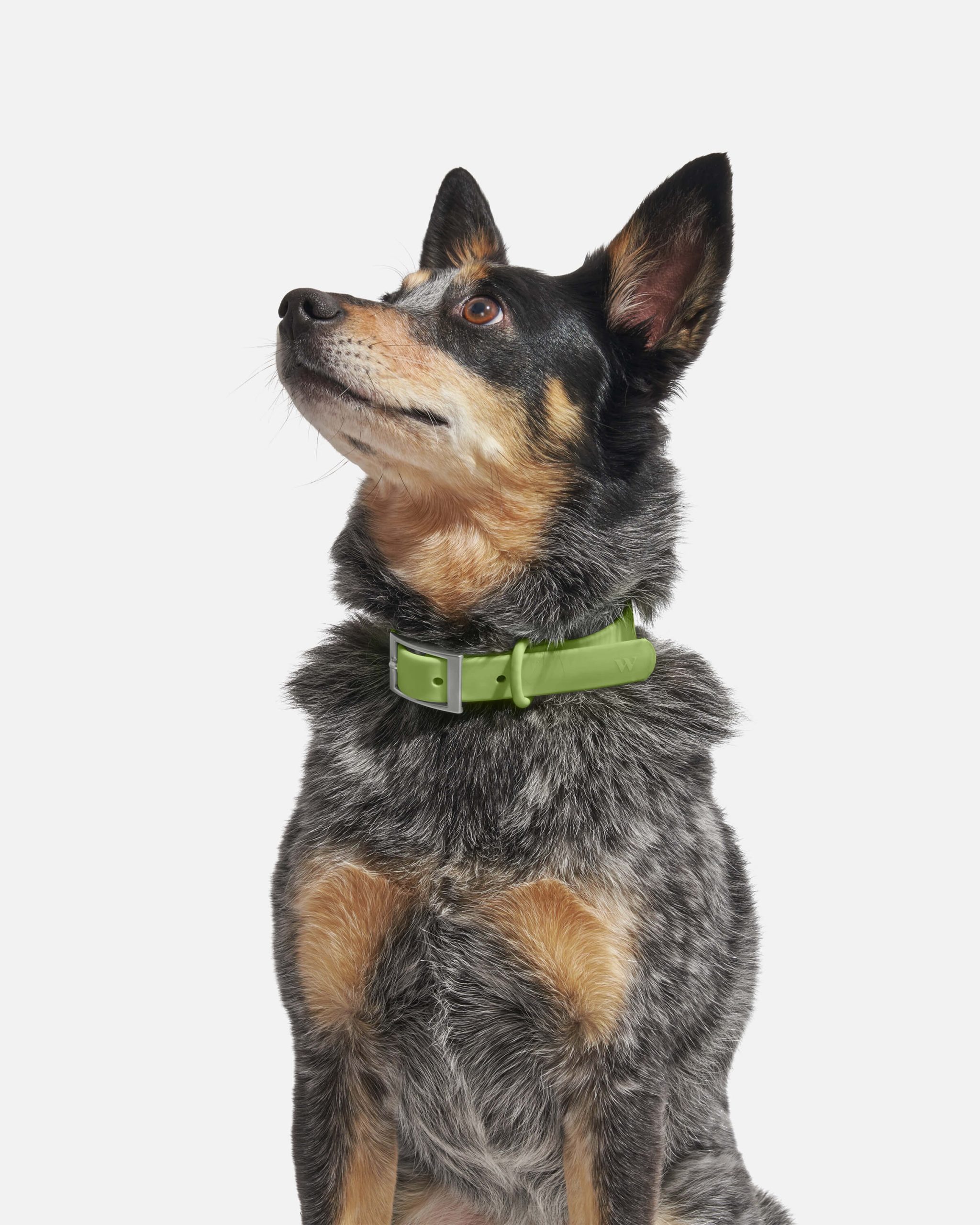 Waterproof Dog Collar - Image 22