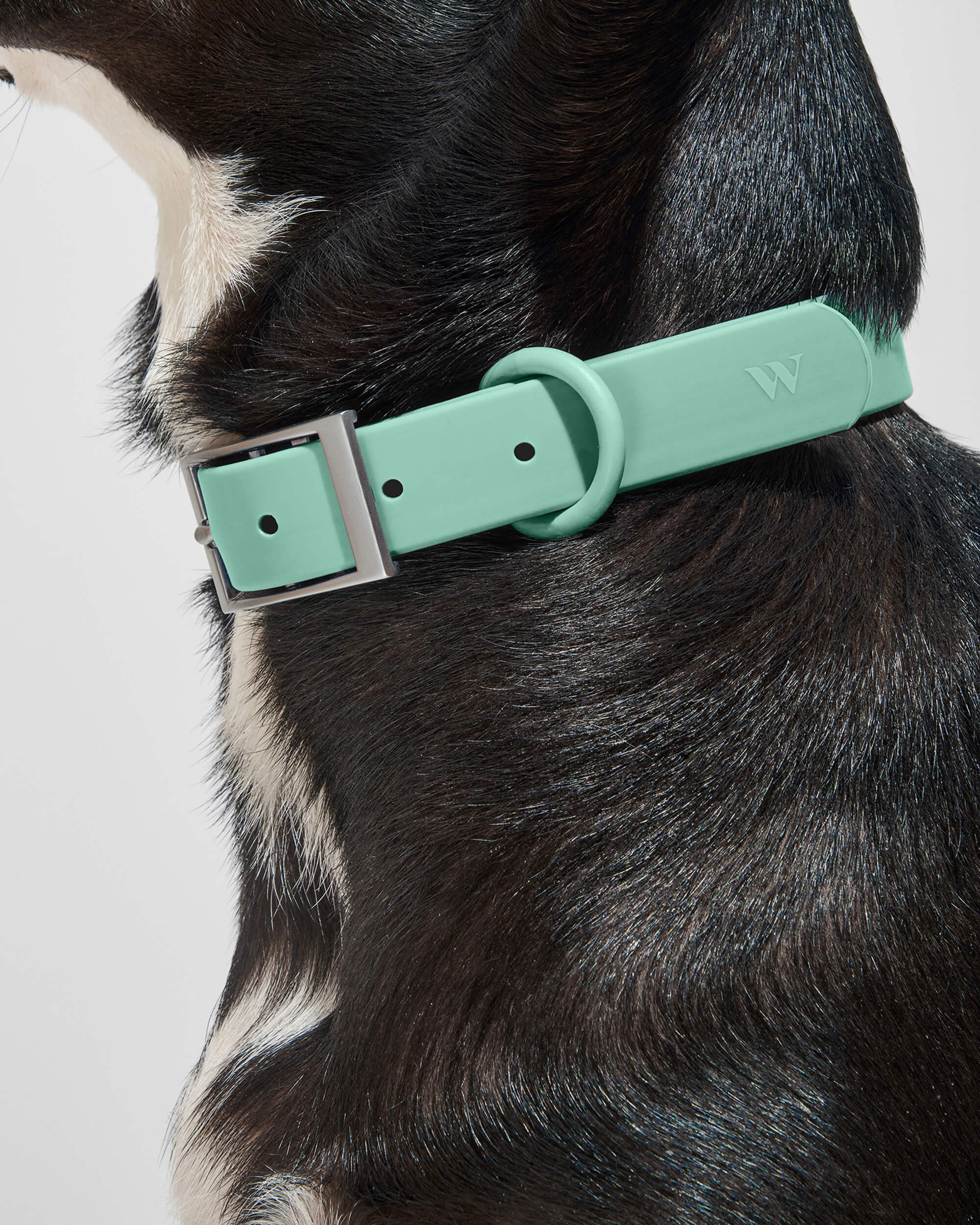 Waterproof Dog Collar - Image 14