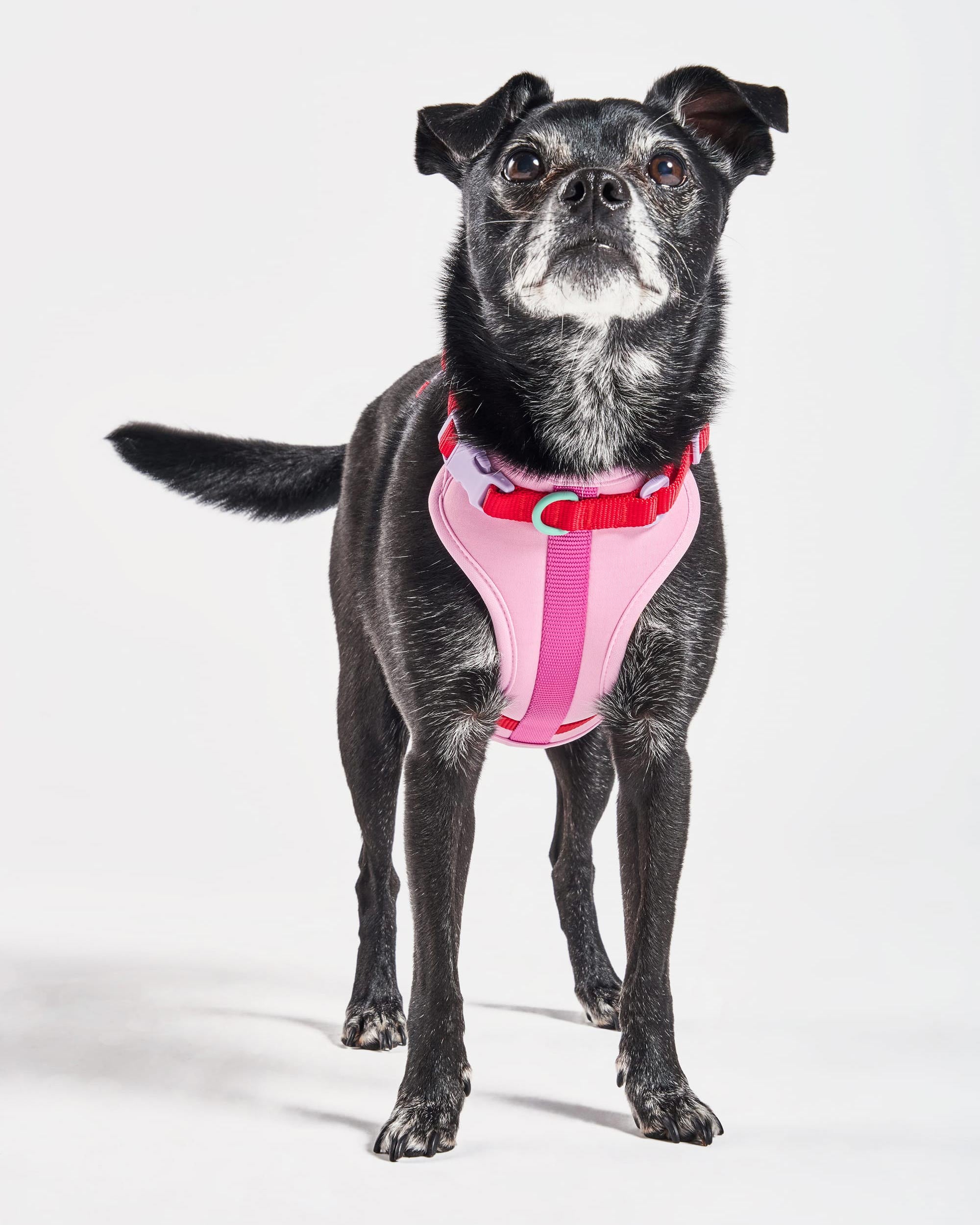 Cushioned Dog Harness - Image 8