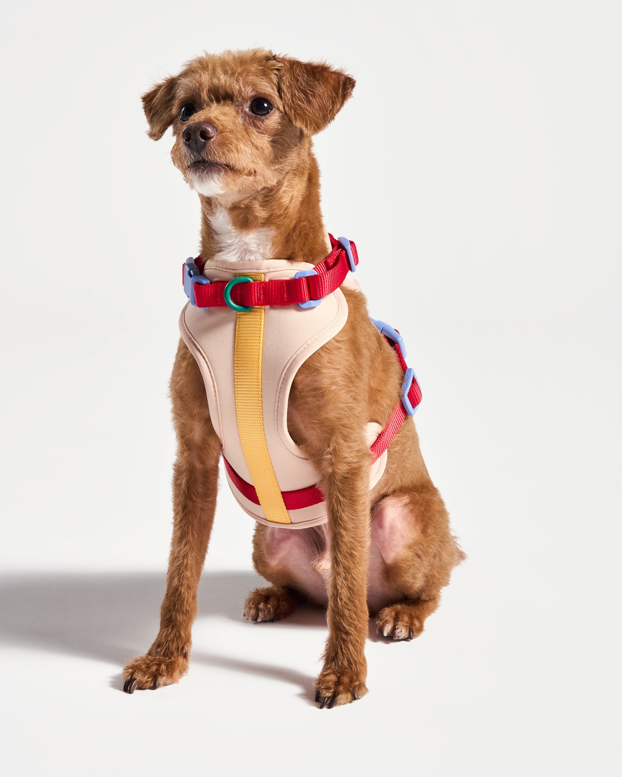 Cushioned Dog Harness - Image 5