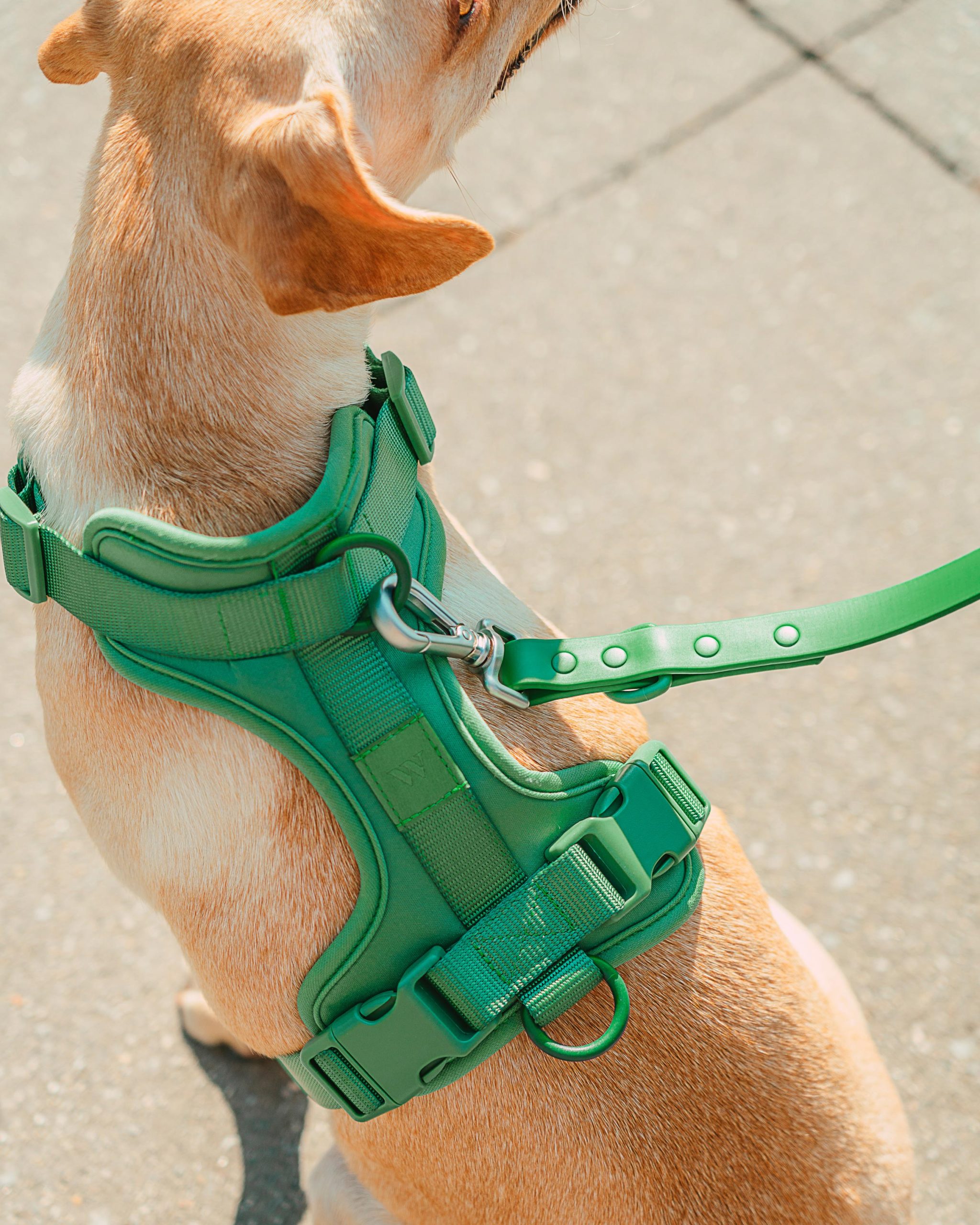 Cushioned Dog Harness - Image 21