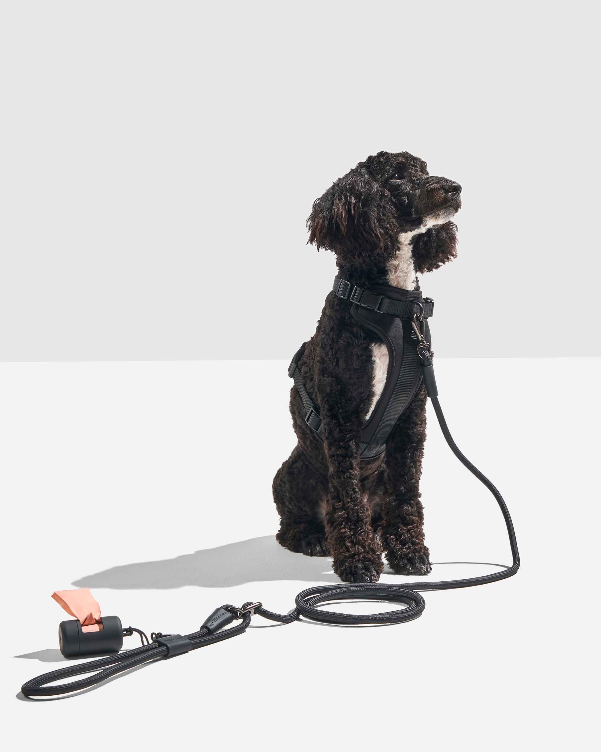 Hands-Free Rope Dog Leash - Image 21