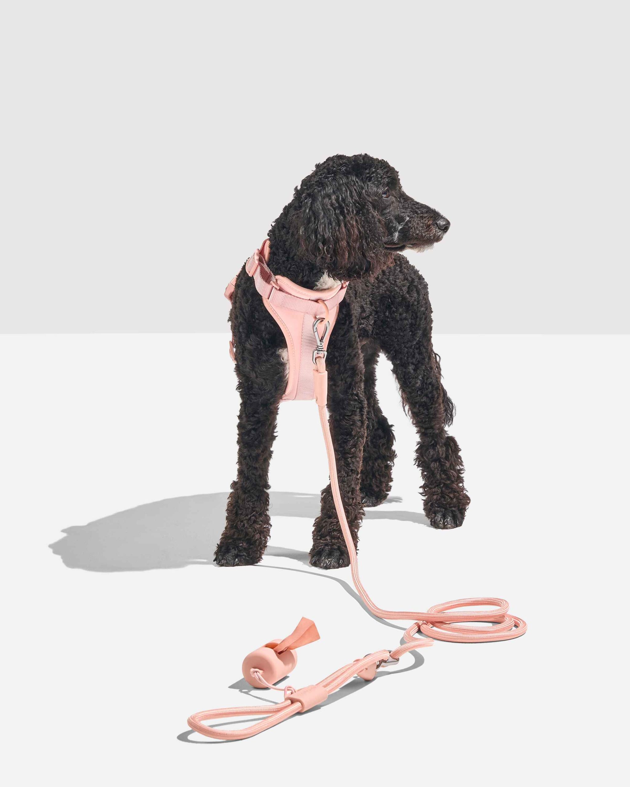 Hands-Free Rope Dog Leash - Image 17