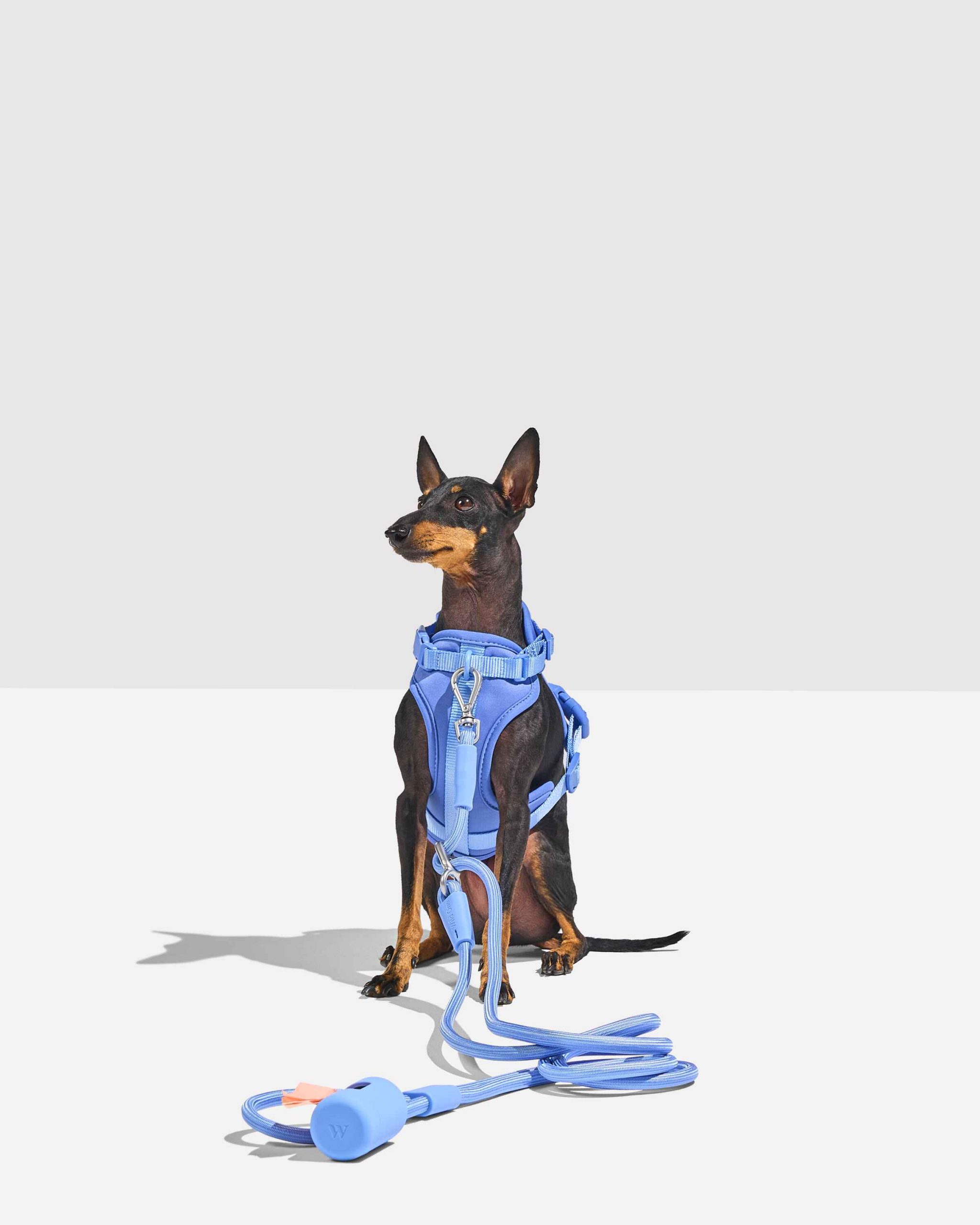 Hands-Free Rope Dog Leash - Image 15