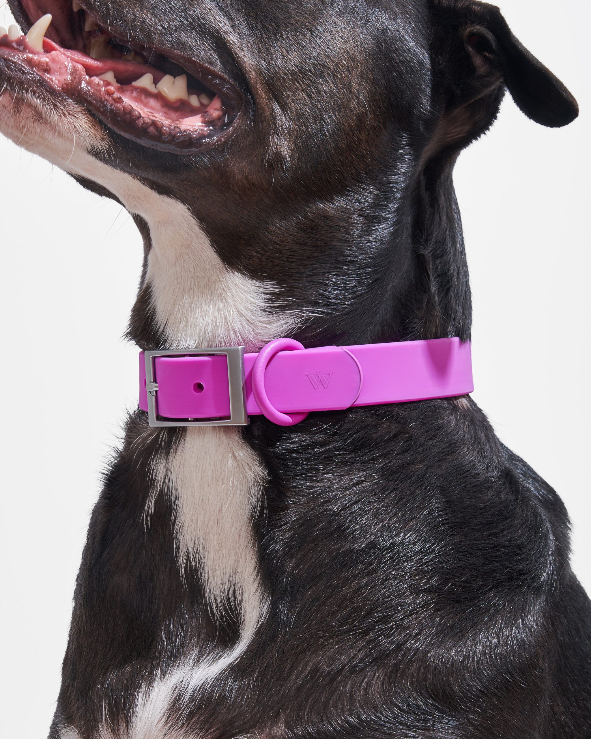 Waterproof Dog Collar - Image 20