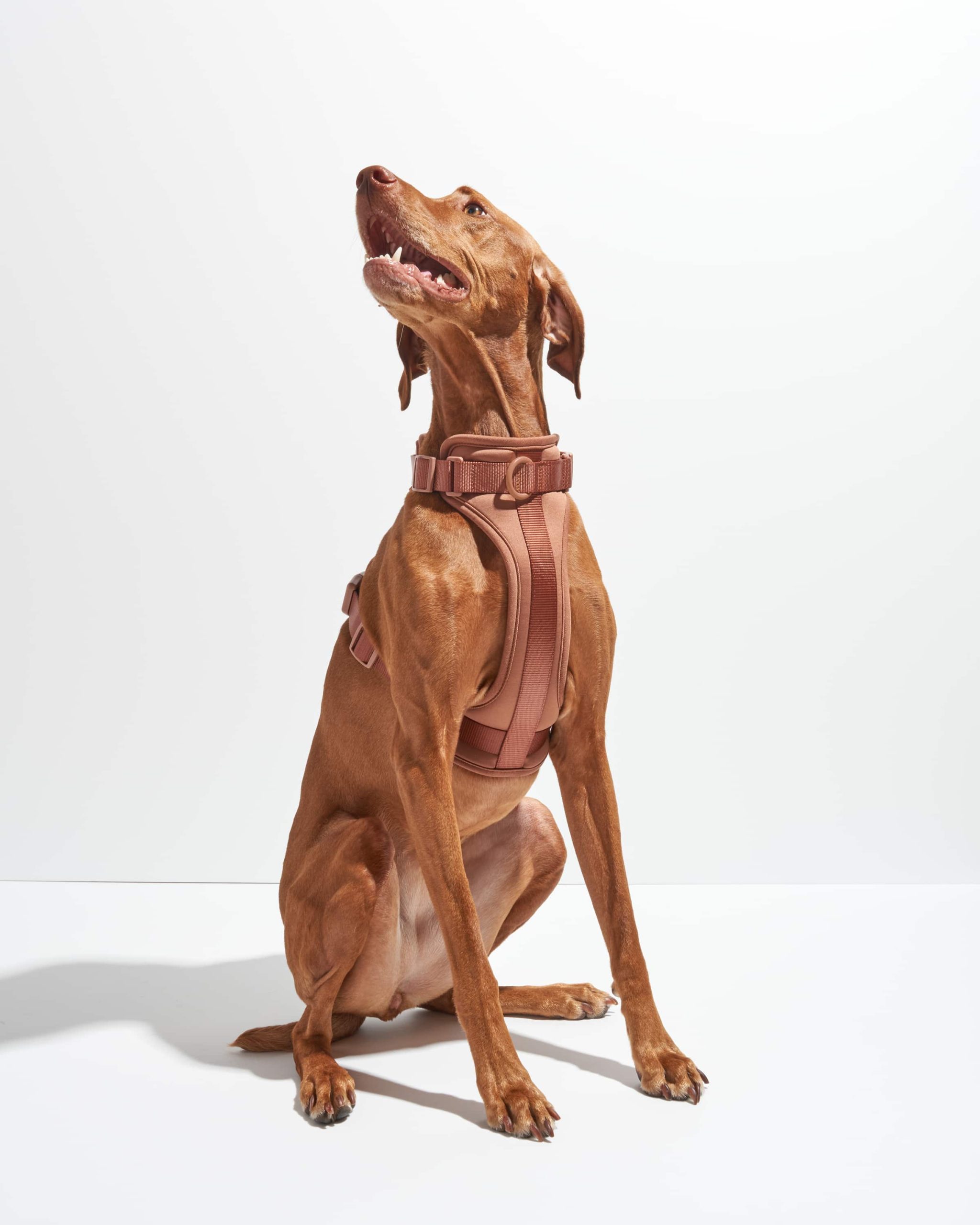 Cushioned Dog Harness - Image 2