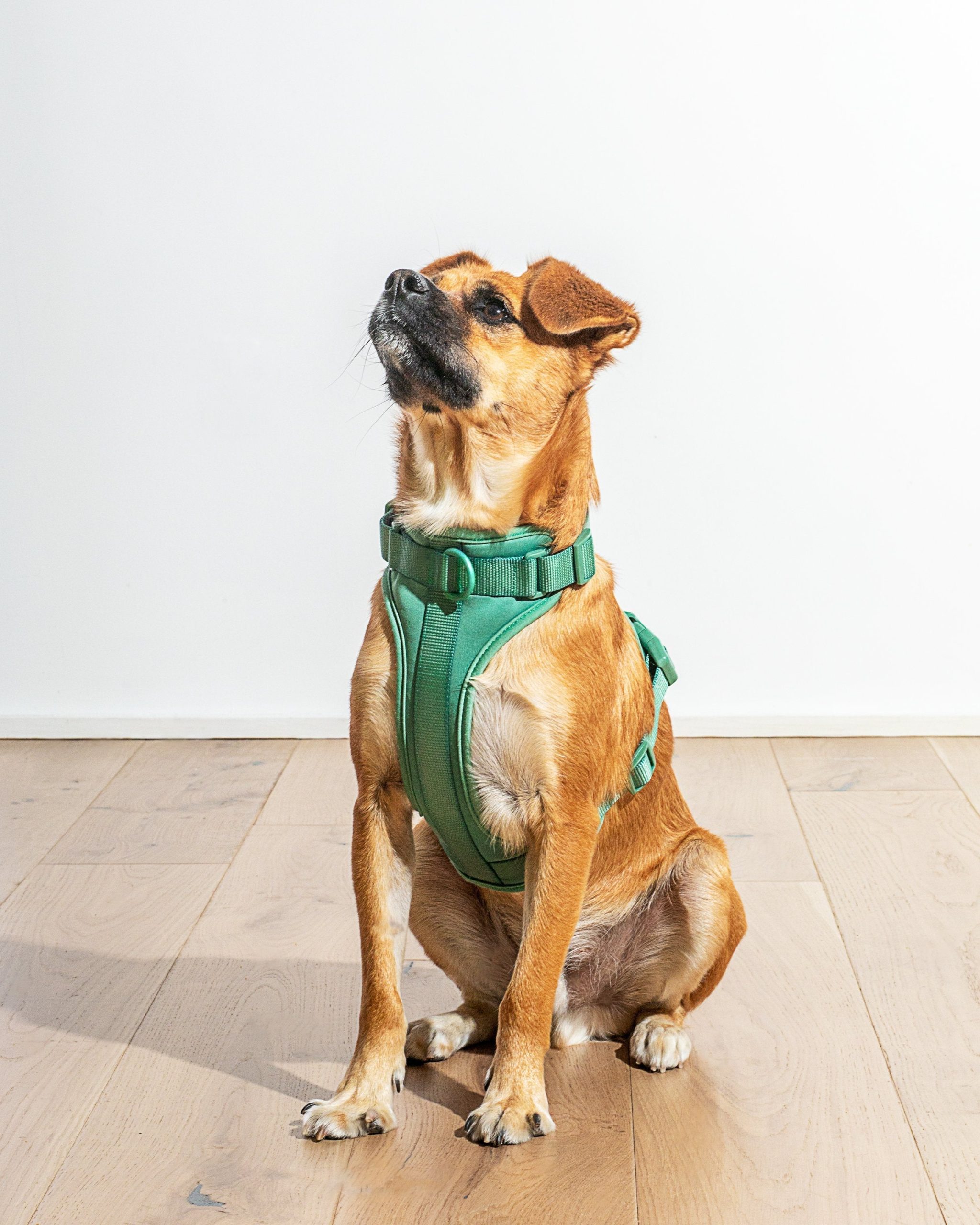 Cushioned Dog Harness - Image 18