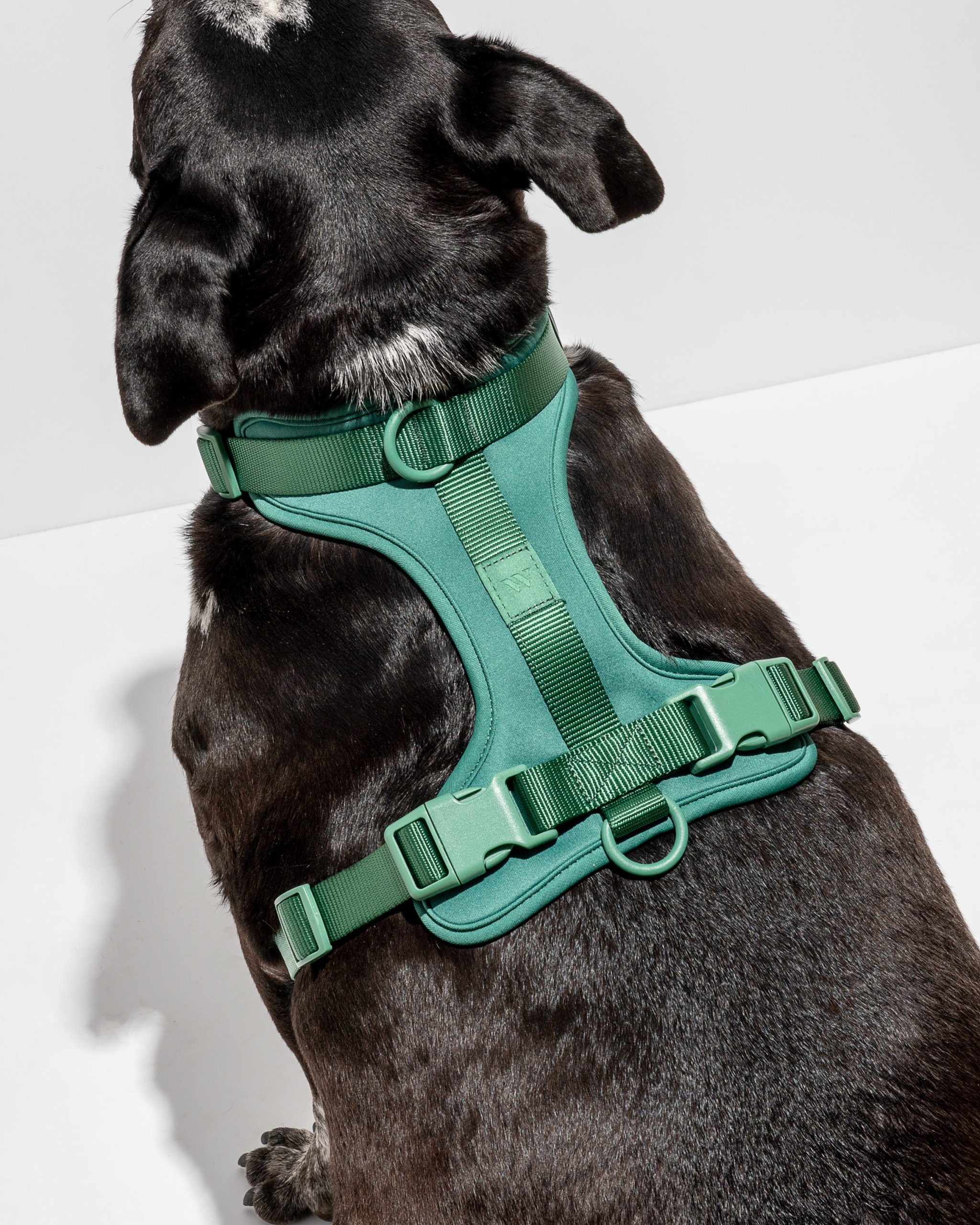 Cushioned Dog Harness - Image 22
