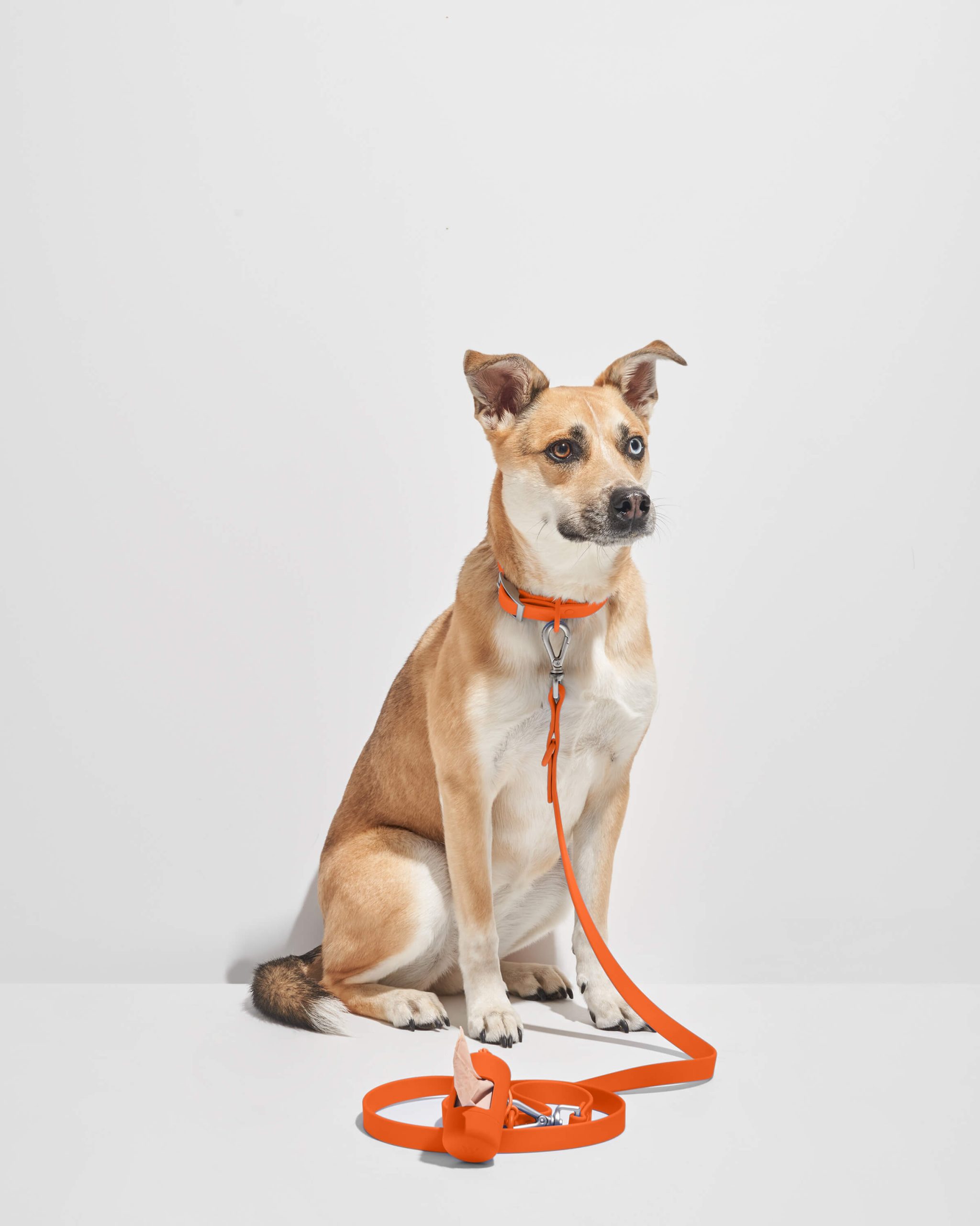 Waterproof Dog Leash - Image 17